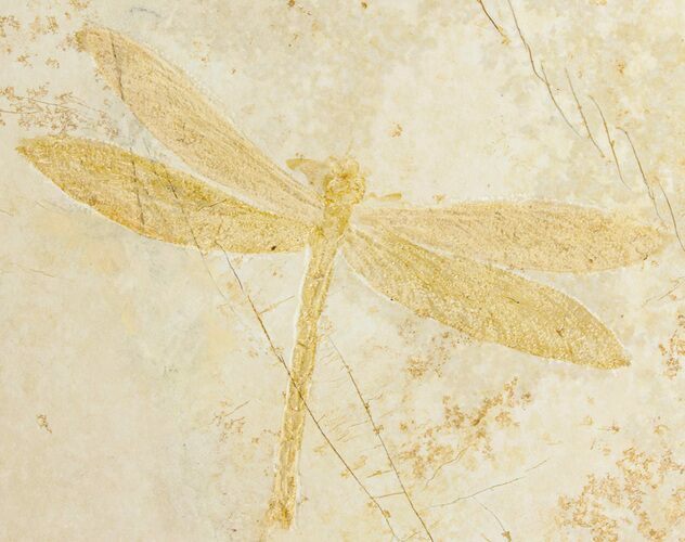 Detailed Fossil Dragonfly - Solnhofen Limestone #317481